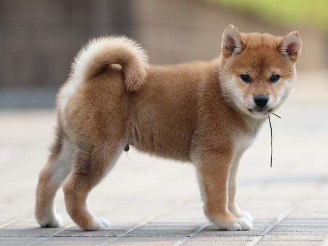 AI5I1948-puppy AI5I1948-puppy