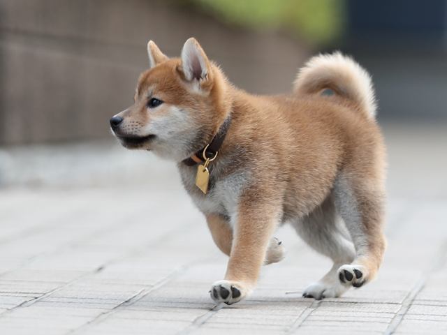 AI5I2087-puppy AI5I2087-puppy