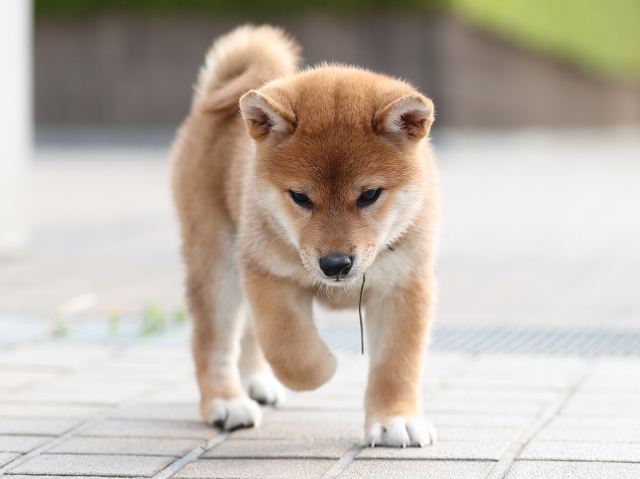 AI5I2142-puppy AI5I2142-puppy