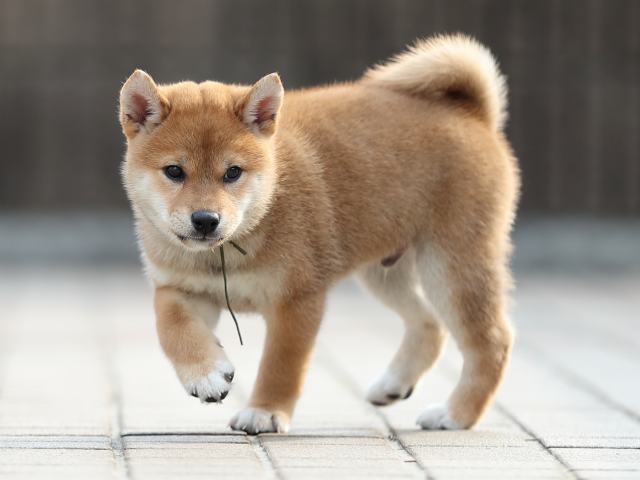 AI5I2216-puppy AI5I2216-puppy