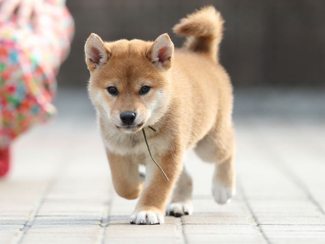 AI5I2225-puppy AI5I2225-puppy