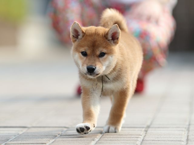 AI5I2236-puppy AI5I2236-puppy