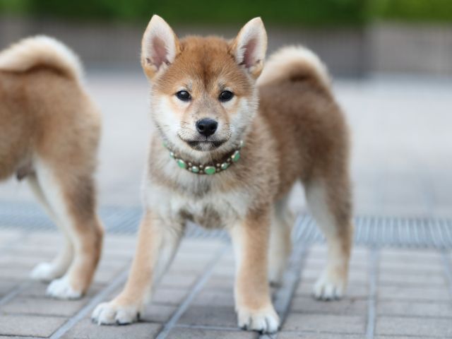 AI5I5894-puppy AI5I5894-puppy