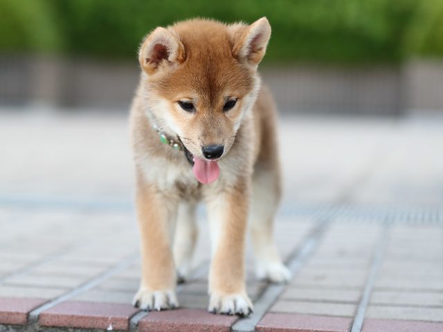AI5I5911-puppy AI5I5911-puppy