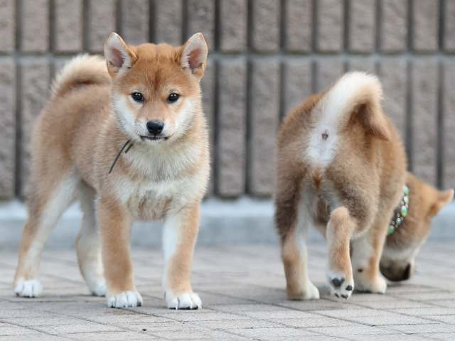 AI5I5947-puppy AI5I5947-puppy