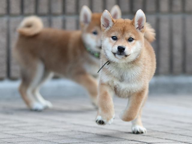 AI5I5962-puppy AI5I5962-puppy