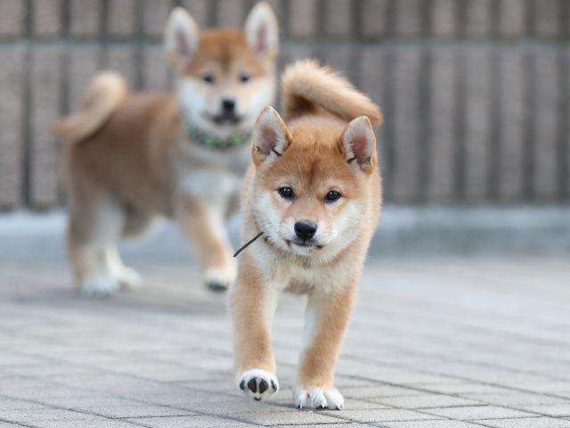 AI5I5964-puppy AI5I5964-puppy