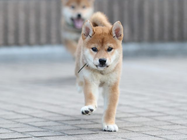 AI5I5968-puppy AI5I5968-puppy