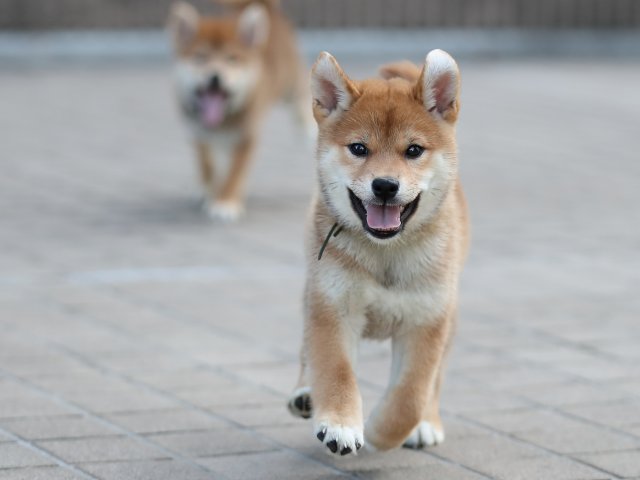 AI5I5978-puppy AI5I5978-puppy