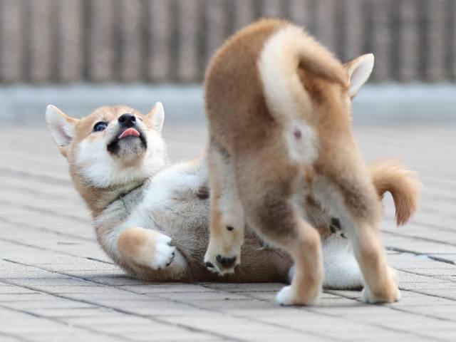 AI5I5991-puppy AI5I5991-puppy