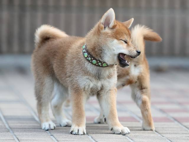 AI5I6008-puppy AI5I6008-puppy