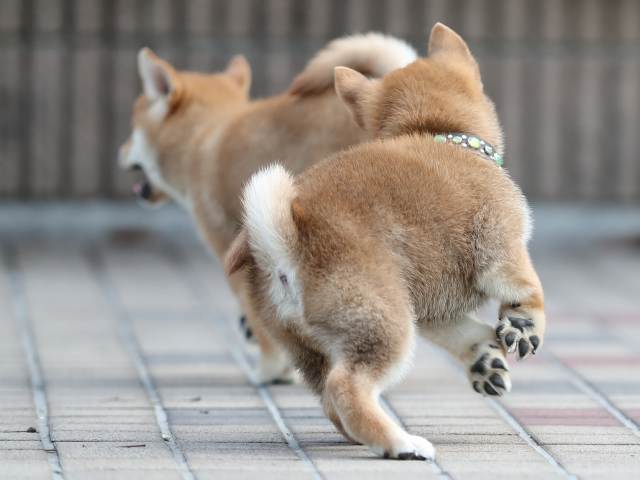 AI5I6015-puppy AI5I6015-puppy