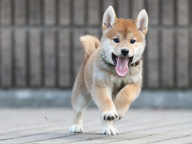 AI5I6022-puppy AI5I6022-puppy