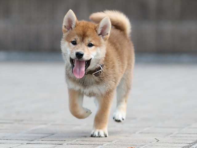 AI5I6041-puppy AI5I6041-puppy