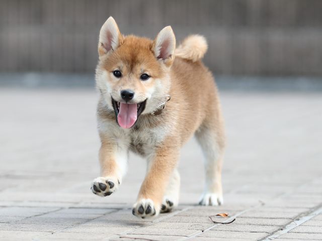 AI5I6043-puppy AI5I6043-puppy