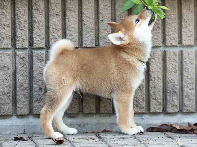 AI5I6074-puppy AI5I6074-puppy