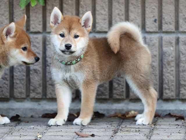 AI5I6079-puppy AI5I6079-puppy