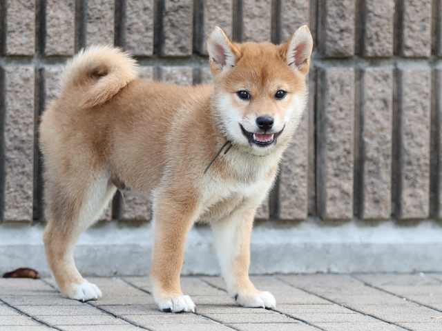 AI5I6094-puppy AI5I6094-puppy