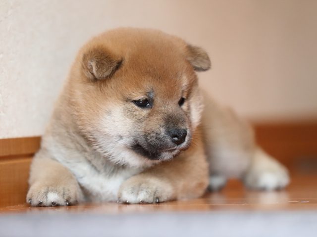 AI5I6452-puppy AI5I6452-puppy