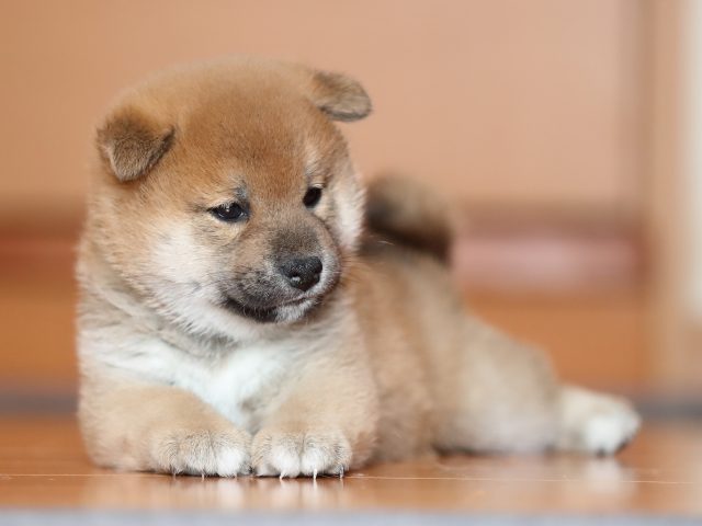 AI5I6463-puppy AI5I6463-puppy