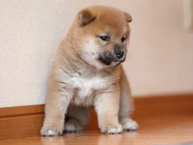 AI5I6502-puppy AI5I6502-puppy