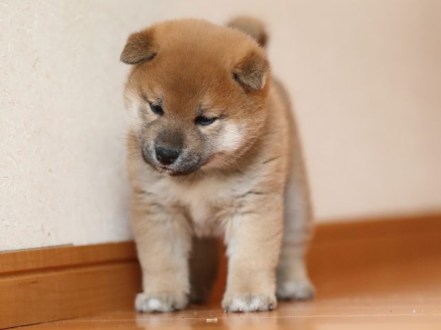 AI5I6510-puppy AI5I6510-puppy