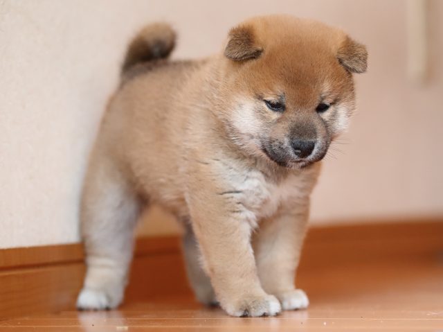 AI5I6537-puppy AI5I6537-puppy