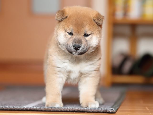 AI5I6571-puppy AI5I6571-puppy