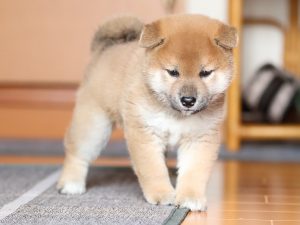 黒柴桜 、  ウニ１０枚 、ちりめん２袋 黒柴うに|ほっこりな日常をお届けする柴犬 (@shibainu.uni1223