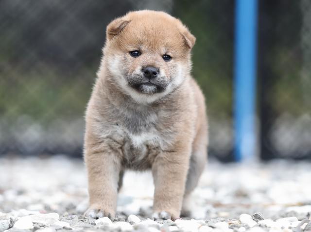 AI5I6977-puppy AI5I6977-puppy