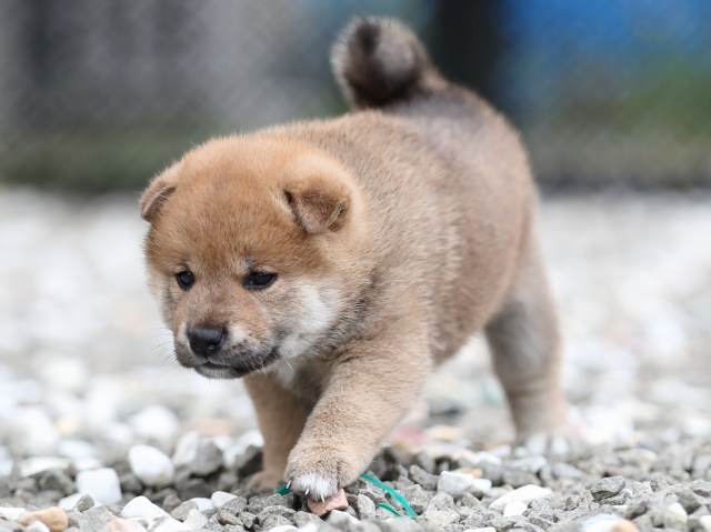 AI5I7017-puppy AI5I7017-puppy