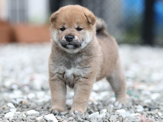 AI5I7039-puppy AI5I7039-puppy