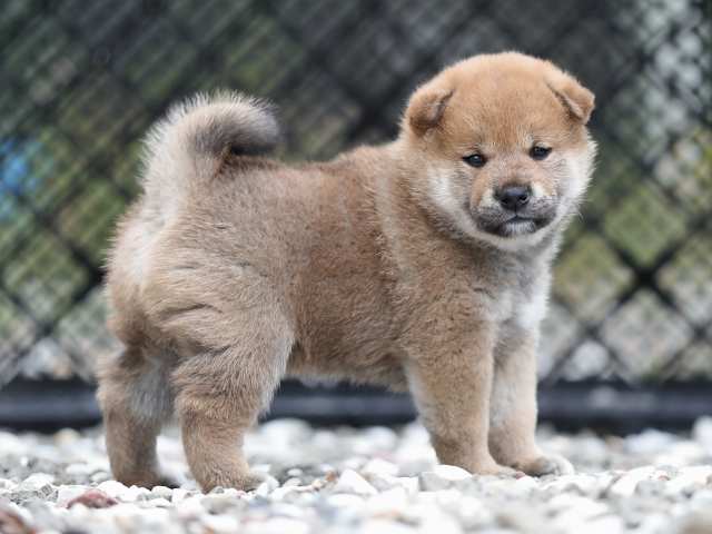 AI5I7050-puppy AI5I7050-puppy
