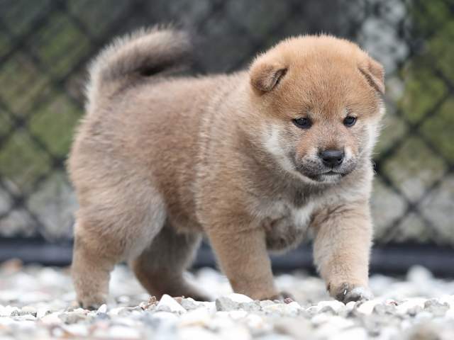 AI5I7057-puppy AI5I7057-puppy
