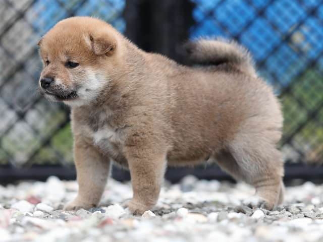 AI5I7065-puppy AI5I7065-puppy