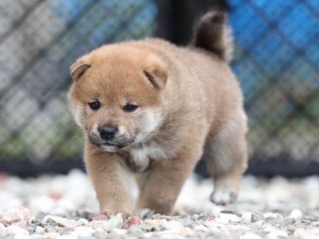 AI5I7071-puppy AI5I7071-puppy