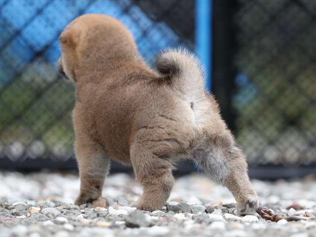AI5I7101-puppy AI5I7101-puppy