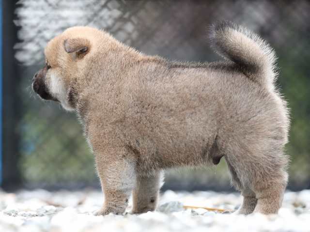 AI5I7115-puppy AI5I7115-puppy