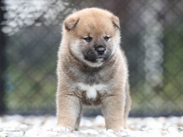 AI5I7121-puppy AI5I7121-puppy