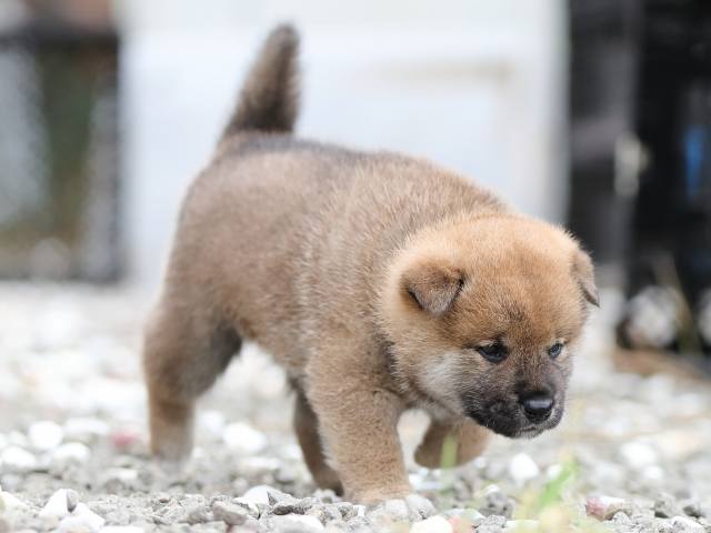 AI5I7132-puppy AI5I7132-puppy