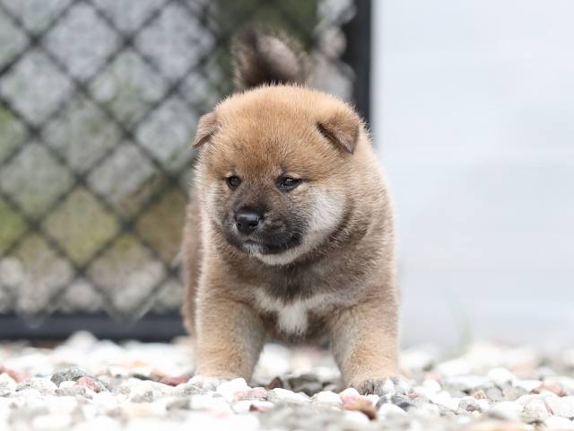 AI5I7164-puppy AI5I7164-puppy