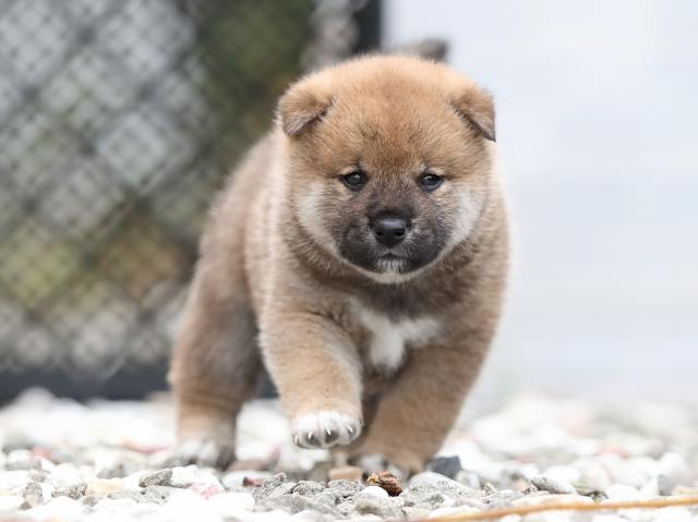 AI5I7173-puppy AI5I7173-puppy