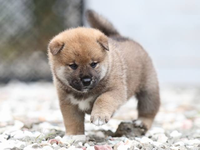 AI5I7240-puppy AI5I7240-puppy