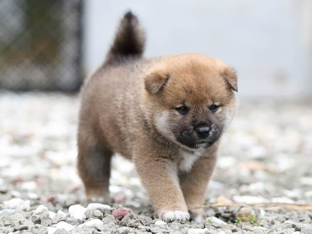 AI5I7261-puppy AI5I7261-puppy