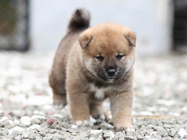 AI5I7267-puppy AI5I7267-puppy