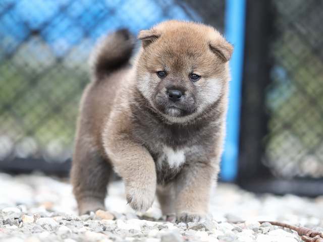 AI5I7305-puppy AI5I7305-puppy