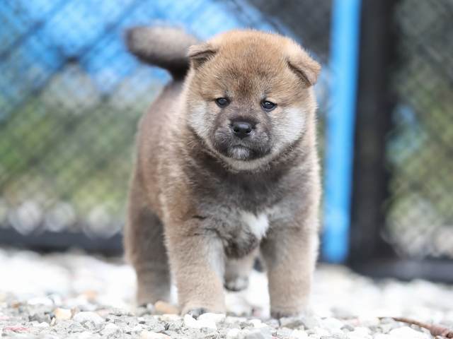 AI5I7307-puppy AI5I7307-puppy