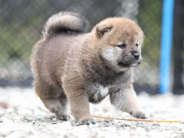 AI5I7329-puppy AI5I7329-puppy