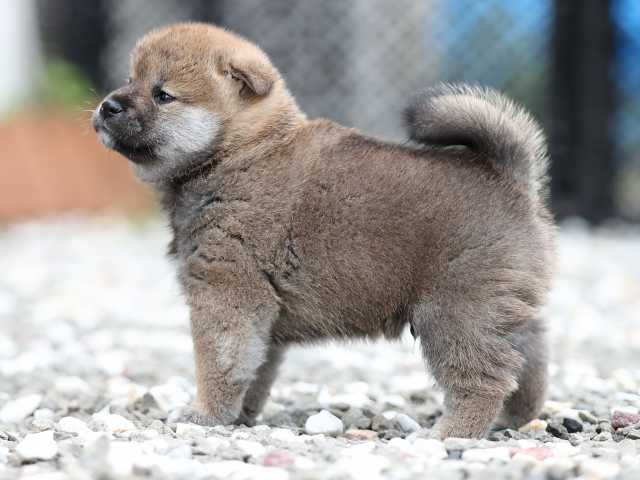 AI5I7343-puppy AI5I7343-puppy