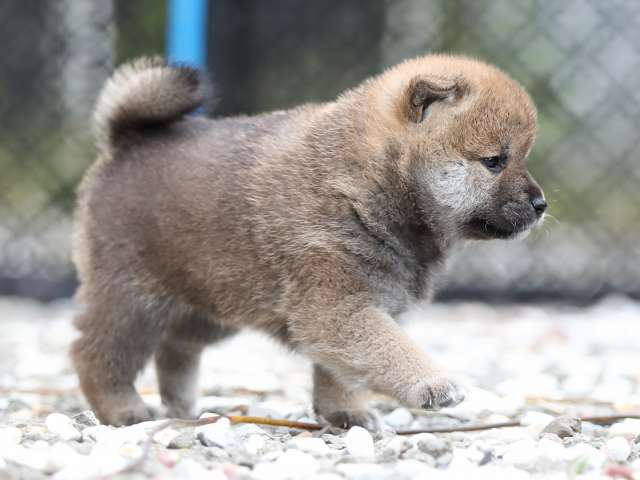 AI5I7364-puppy AI5I7364-puppy